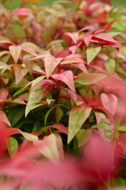 Himmelsbambus Nandina domestica 'Firepower' Topf Nandina domestica 'Firepower' Strauch