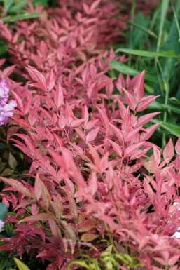 Himmelsbambus Nandina domestica 'Obsessed' Topf Nandina domestica 'Obsessed' Strauch