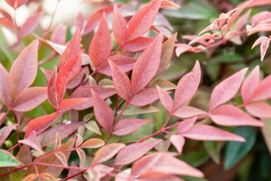 Himmelsbambus Nandina domestica 'Obsessed' Topf Nandina domestica 'Obsessed' Strauch