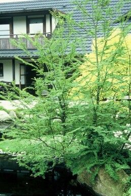 Antarktische Scheinbuche Nothofagus antarctica Topf Nothofagus antarctica Strauch