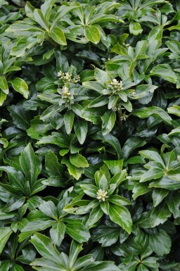 Pachysandra terminalis 'Green Sheen'