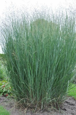 Panicum virgatum 'Heavy Metal'