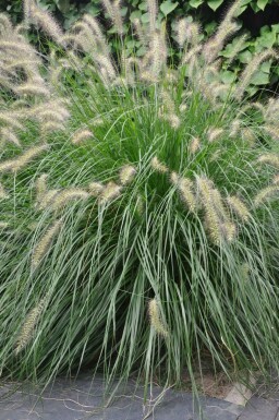 Lampenputzergras Pennisetum alopecuroides 'Hameln' Topf Pennisetum alopecuroides 'Hameln'