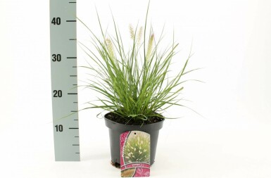 Lampenputzergras Pennisetum alopecuroides 'Hameln' Topf Pennisetum alopecuroides 'Hameln'