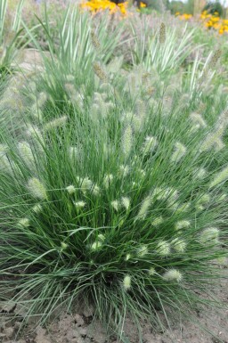 Zwerg-Lampenputzergras Pennisetum alopecuroides 'Little Bunny' Topf Pennisetum alopecuroides 'Little Bunny'