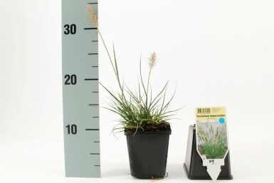 Zwerg-Lampenputzergras Pennisetum alopecuroides 'Little Bunny' Topf Pennisetum alopecuroides 'Little Bunny'