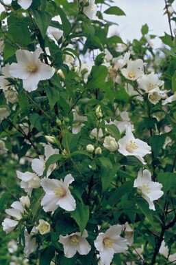Großblütiger Pfeifenstrauch Philadelphus 'Belle Etoile' Topf Philadelphus 'Belle Etoile' Strauch