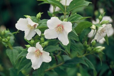 Großblütiger Pfeifenstrauch Philadelphus 'Belle Etoile' Topf Philadelphus 'Belle Etoile' Strauch