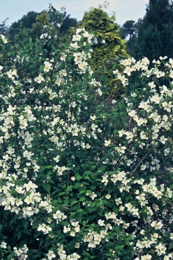 Großblütiger Pfeifenstrauch 'Belle Etoile' Philadelphus 'Belle Etoile' strauch 40-60 C2 Philadelphus 'Belle Etoile' Strauch 40-60 cm