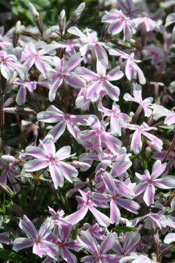 Gestreifter Teppichphlox Phlox subulata 'Candy Stripes' Topf Phlox subulata 'Candy Stripes'