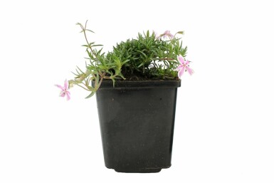 Gestreifter Teppichphlox Phlox subulata 'Candy Stripes' Topf Phlox subulata 'Candy Stripes'