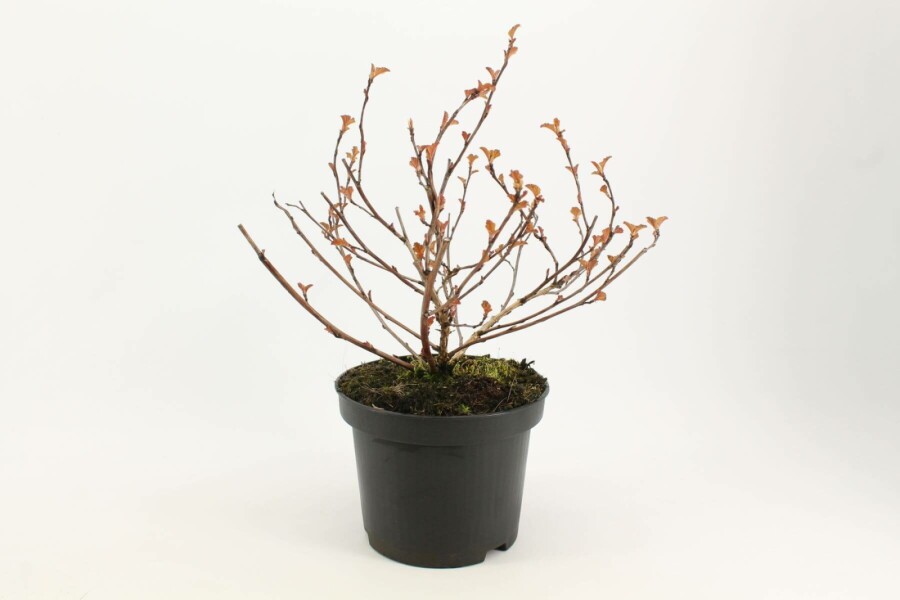 Dunkelrote Blasenspiere Physocarpus opulifolius 'Diabolo' strauch 40-60 C3 Physocarpus opulifolius 'Diabolo' Strauch 40-60 cm