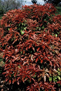 Japanische Lavendelheide Pieris japonica 'Mountain Fire' Topf Pieris japonica 'Mountain Fire' Strauch
