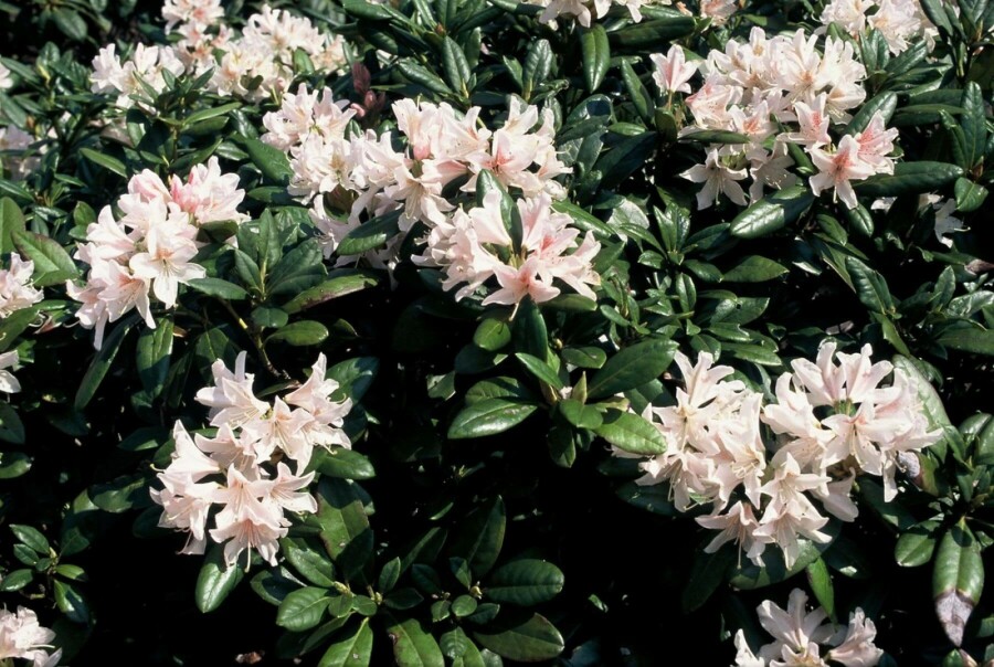 Rhododendron 'Cunningham's White' Rhododendron 'Cunningham's White' strauch 45-55 C5 Rhododendron 'Cunningham's White' Strauch 45-55 cm
