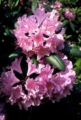 Rhododendron Rhododendron 'Roseum Elegans' Topf Rhododendron 'Roseum Elegans' Strauch