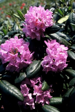 Rhododendron 'Roseum Elegans' Rhododendron 'Roseum Elegans' strauch 40-50 C5 Rhododendron 'Roseum Elegans' Strauch 40-50 cm