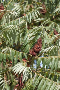 Farnwedel-Sumach Rhus typhina 'Dissecta' Topf Rhus typhina 'Dissecta' Strauch