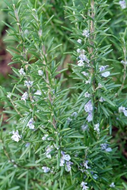 Rosmarinus officinalis