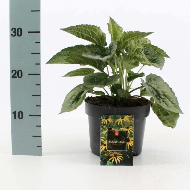 Sonnenhut Rudbeckia fulgida 'Goldsturm' Topf Rudbeckia fulgida 'Goldsturm'