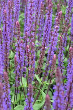 Steppen Salbei Salvia nemorosa 'Caradonna' Topf Salvia nemorosa 'Caradonna'