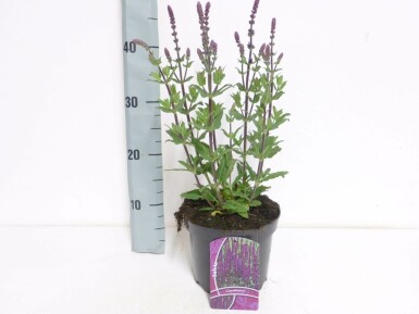 Steppen Salbei Salvia nemorosa 'Caradonna' Topf Salvia nemorosa 'Caradonna'