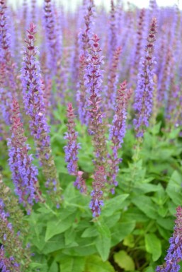 Steppen-Salbei Salvia nemorosa 'Ostfriesland' Topf Salvia nemorosa 'Ostfriesland'