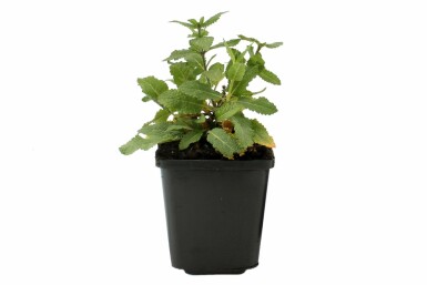 Steppen-Salbei Salvia nemorosa 'Ostfriesland' Topf Salvia nemorosa 'Ostfriesland'