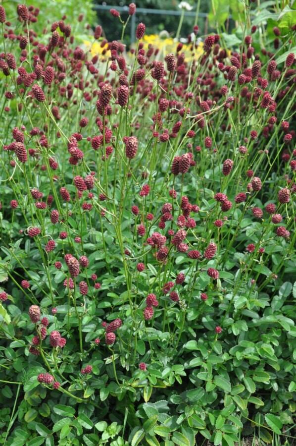 Purpur-Wiesenknopf Sanguisorba officinalis 'Tanna' 5-10 Topf 2 ltr. (C2) Sanguisorba officinalis 'Tanna'