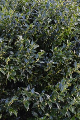 Fleischbeere Sarcococca confusa Topf Sarcococca confusa Strauch