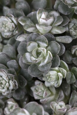 Silberspatel-Fetthenne Sedum spathulifolium 'Cape Blanco' Topf Sedum spathulifolium 'Cape Blanco'
