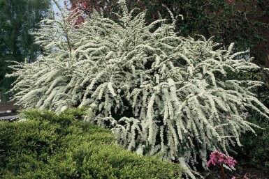 WeiĂe Rispen-Spiere Spiraea cinerea 'Grefsheim' Topf Spiraea Ă cinerea 'Grefsheim'