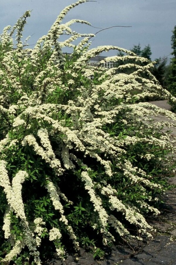 Weiße Rispen-Spiere 'Grefsheim' Spiraea cinerea 'Grefsheim' strauch 80-100 C10 Spiraea cinerea 'Grefsheim' Strauch 80-100 cm
