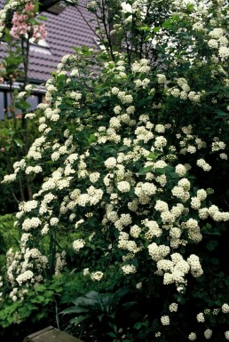 Pracht-Spiere Spiraea vanhouttei strauch 60-80 C3 Spiraea vanhouttei Strauch 60-80 cm