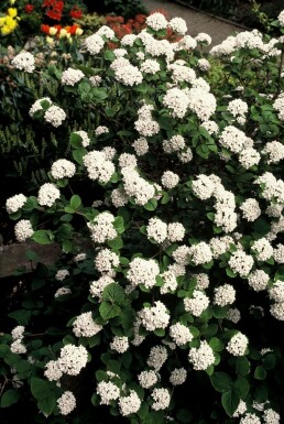 Korea-Duft-Schneeball Viburnum carlesii Topf Viburnum carlesii