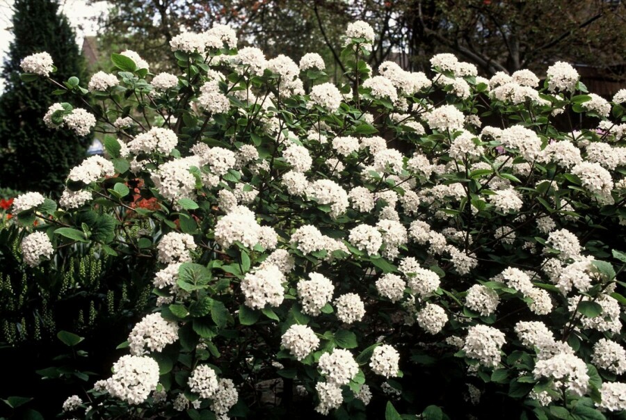 Korea-Duft-Schneeball Viburnum carlesii Topf Viburnum carlesii Strauch