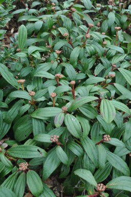ImmergrĂŒner Kissen-Schneeball Viburnum davidii Topf Viburnum davidii Strauch