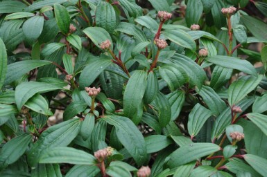 ImmergrĂŒner Kissen-Schneeball Viburnum davidii Topf Viburnum davidii Strauch