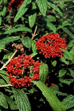 Runzelblättriger Schneeball Viburnum rhytidophyllum Topf Viburnum rhytidophyllum