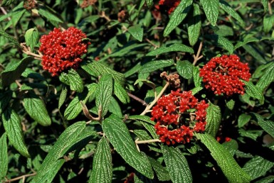Runzelblättriger Schneeball Viburnum rhytidophyllum Topf Viburnum rhytidophyllum
