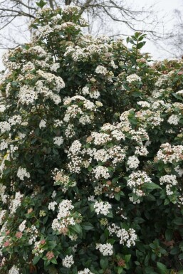 Mittelmeer-Schneeball Viburnum tinus Topf Viburnum tinus