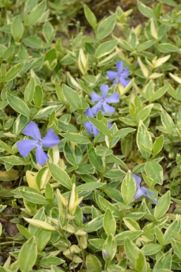 Kleinblättriges weißbuntes Immergrün Vinca minor 'Argenteovariegata' Topf Vinca minor 'Argenteovariegata'