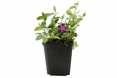 Kleinblättriges Immergrün Vinca minor 'Atropurpurea' Topf Vinca minor 'Atropurpurea'