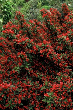 Weigelie Weigela 'Red Prince' Topf Weigela 'Red Prince' Strauch