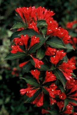 Weigelie Weigela 'Red Prince' Topf Weigela 'Red Prince' Strauch