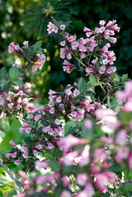 Weigelie Weigela florida 'Foliis Purpureis' Topf Weigela florida 'Foliis Purpureis' Strauch
