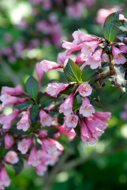 Weigelie Weigela florida 'Foliis Purpureis' Topf Weigela florida 'Foliis Purpureis' Strauch