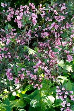 Weigelie 'Foliis Purpureis' Weigela florida 'Foliis Purpureis' strauch 20-30 C3 Weigela florida 'Foliis Purpureis' Strauch 20-30 cm