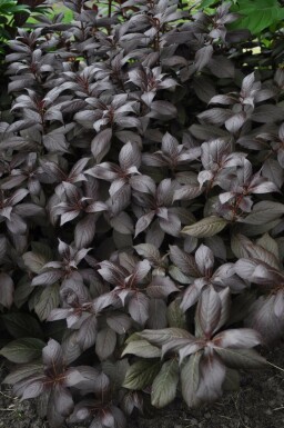 Dunkelrotblättrige Weigelie Weigela florida 'Minor Black' Topf Weigela florida 'Minor Black' Strauch