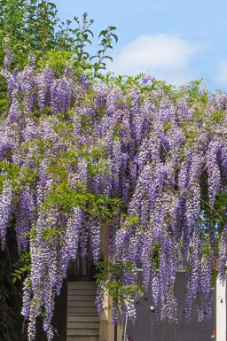 Chinesischer Blauregen Wisteria sinensis 'Prolific' Topf Wisteria sinensis 'Prolific'