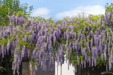Chinesischer Blauregen Wisteria sinensis 'Prolific' Topf Wisteria sinensis 'Prolific'